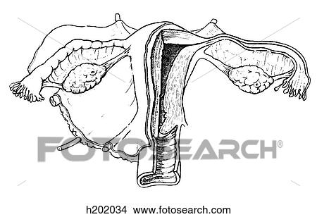 子宮 卵巣 靭帯 イラスト H34 Fotosearch