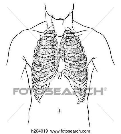 肺 胸郭 イラスト H4019 Fotosearch