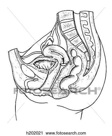 骨盤 女性 クリップアート H21 Fotosearch