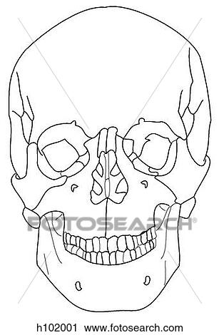 Clip Art - Adult skull. Fotosearch