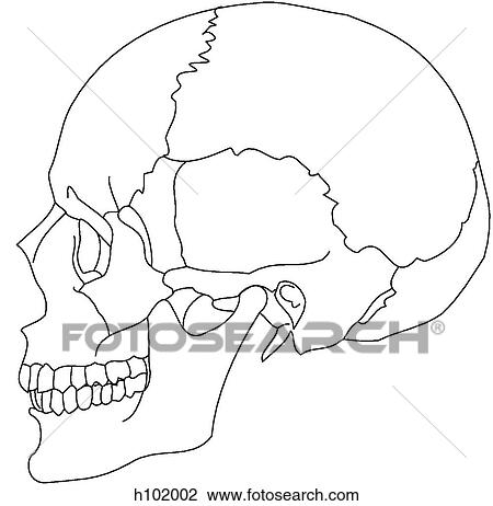 Drawing - Adult skull. Fotosearch