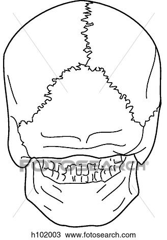 Adult skull View Large Illustration Drawing - Adult skull. Fotosearch