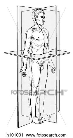 Anatomic planes View Large Illustration Clip Art - Anatomic planes. Fotosearch