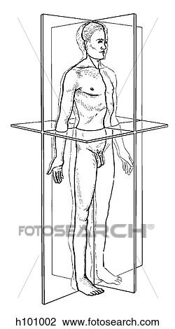 Drawing - Anatomic planes. Fotosearch