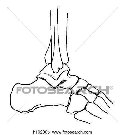Ankle joint View Large Illustration Stock Illustration - Ankle joint. Fotosearch