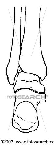 Ankle joint View Large Illustration Stock Illustration - Ankle joint. Fotosearch