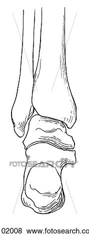 Ankle joint View Large Illustration Stock Illustration - Ankle joint. Fotosearch