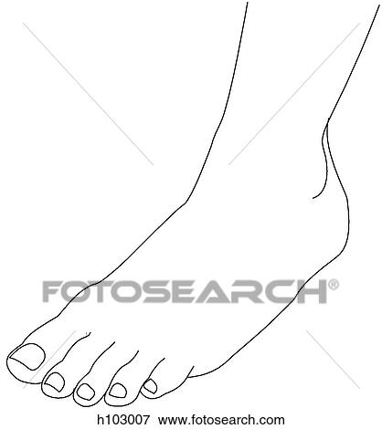 Stock Illustration - Anterior ankle & dorsum of foot. Fotosearch