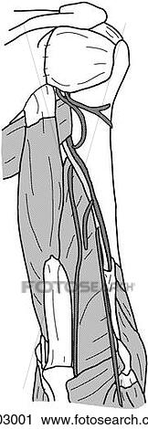 Clip Art - Arm muscles. Fotosearch