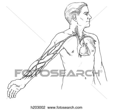 Arm, venous drainage View Large Illustration Drawing - Arm, venous drainage. Fotosearch