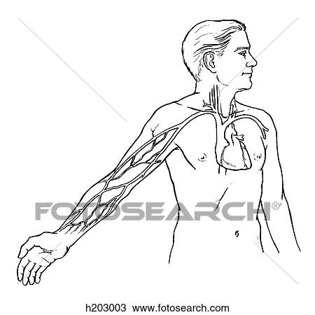 Arm, venous drainage View Large Illustration Drawing - Arm, venous drainage. Fotosearch