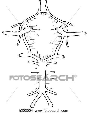 Arterial Circle of Willis View Large Illustration Stock Illustration - Arterial Circle of Willis. Fotosearch