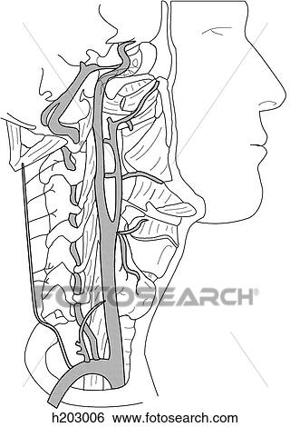 Stock Illustration - Arteries of neck supplying brain. Fotosearch