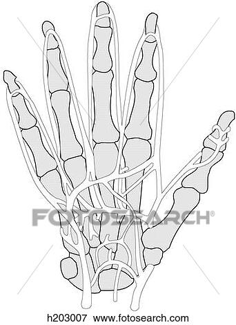 Arteries of palm of hand View Large Illustration Stock Illustration - Arteries of palm of hand. Fotosearch