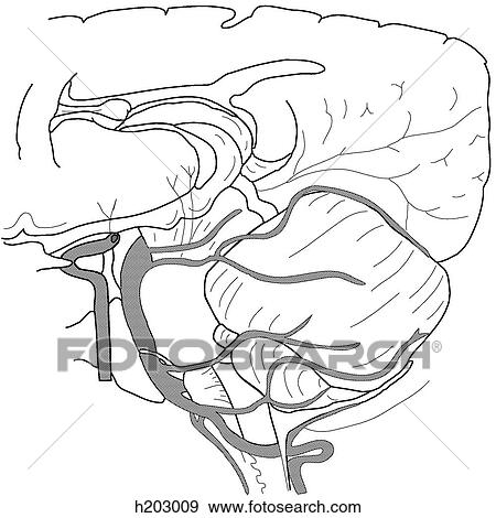 Arteries supplying brainstem & cerebellum View Large Illustration Stock Illustration - Arteries supplying brainstem & cerebellum. Fotosearch