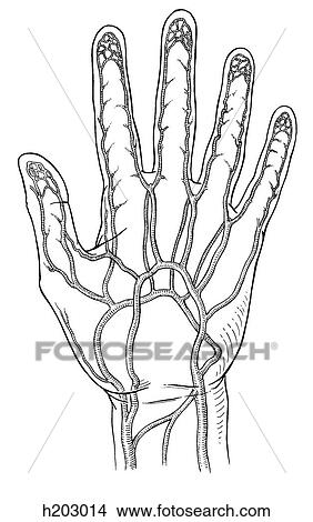 Arteries, ulnar and radial View Large Illustration Stock Illustration - Arteries, ulnar and radial. Fotosearch