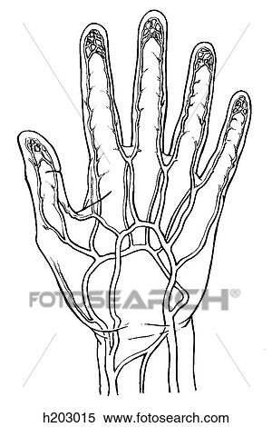 Arteries, ulnar and radial View Large Illustration Stock Illustration - Arteries, ulnar and radial. Fotosearch