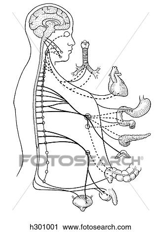 Autonomic nervous system View Large Illustration Clip Art - Autonomic nervous system. Fotosearch
