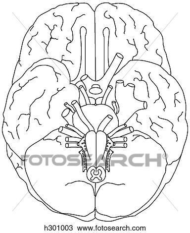 Base of brain w/ cranial nerves View Large Illustration Drawing - Base of brain w/ cranial nerves. Fotosearch