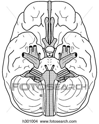 Base of brain w/ cranial nerves View Large Illustration Stock Illustration - Base of brain w/ cranial nerves. Fotosearch