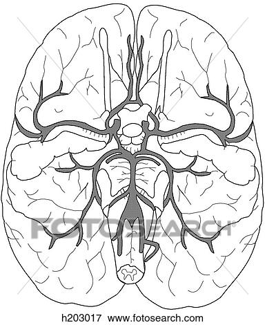 Base of brain with arteries/Circle of Willis View Large Illustration Stock Illustration - Base of brain with arteries/Circle of Willis. Fotosearch
