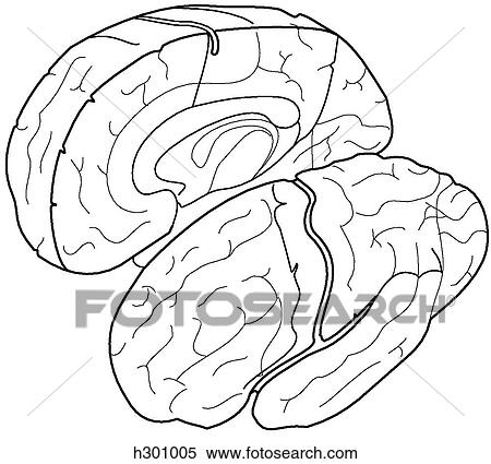 Bisected brain, 3/4 view View Large Illustration Stock Illustration - Bisected brain, 3/4 view. Fotosearch