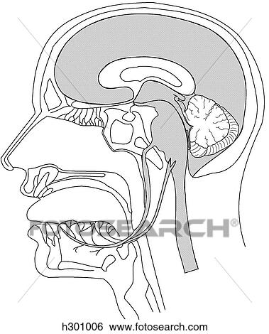 Bisected head with nerves to tongue View Large Illustration Stock Illustration - Bisected head with nerves to tongue. Fotosearch