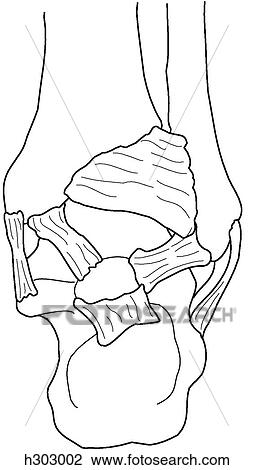 Bones & ligaments of ankle View Large Illustration Drawing - Bones & ligaments of ankle. Fotosearch