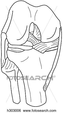 Bones & ligaments of knee View Large Illustration Stock Illustration - Bones & ligaments of knee. Fotosearch