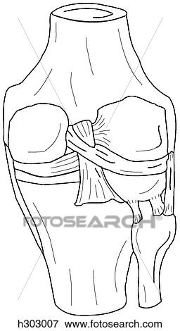 Stock Illustration - Bones & ligaments of knee. Fotosearch