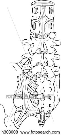 Bones & ligaments of lumbosacral spine View Large Illustration Stock Illustration - Bones & ligaments of lumbosacral spine. Fotosearch