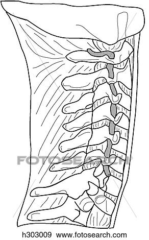 Bones & ligaments of neck View Large Illustration Stock Illustration - Bones & ligaments of neck. Fotosearch