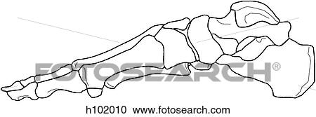 Bones of foot View Large Illustration Clipart - Bones of foot. Fotosearch