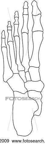 Bones of foot View Large Illustration Stock Illustration - Bones of foot. Fotosearch