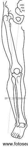 Bones of lower limb View Large Illustration Clip Art - Bones of lower limb. Fotosearch