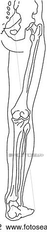 Bones of lower limb View Large Illustration Drawing - Bones of lower limb. Fotosearch