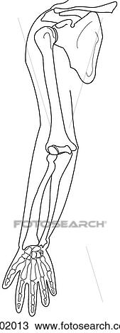 Bones of upper limb View Large Illustration Drawing - Bones of upper limb. Fotosearch
