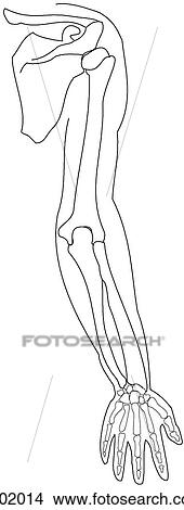 Bones of upper limb View Large Illustration Stock Illustration - Bones of upper limb. Fotosearch