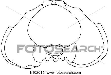 Bony pelvis, female View Large Illustration Stock Illustration - Bony pelvis, female. Fotosearch