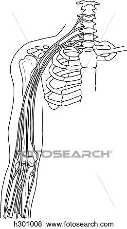 Stock Illustration - Brachial plexus & nerves of upper limb. Fotosearch