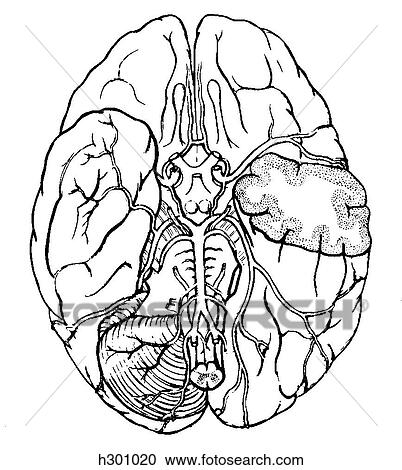 Brain, arteries View Large Illustration Clipart - Brain, arteries. Fotosearch
