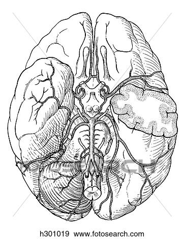 Stock Illustration - Brain, arteries. Fotosearch