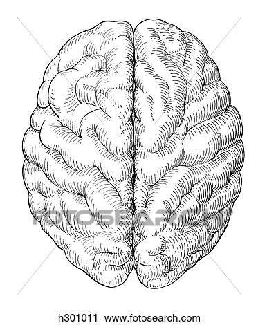 Brain View Large Illustration Clip Art - Brain. Fotosearch