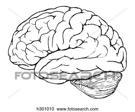 Brain View Large Illustration Clipart - Brain. Fotosearch