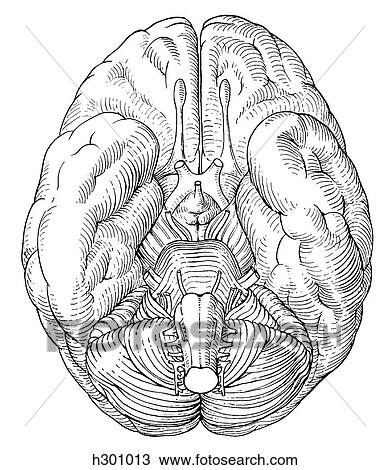 Drawing - Brain. Fotosearch
