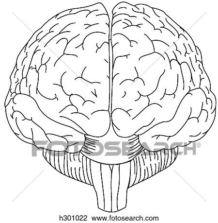 Brain View Large Illustration Drawing - Brain. Fotosearch