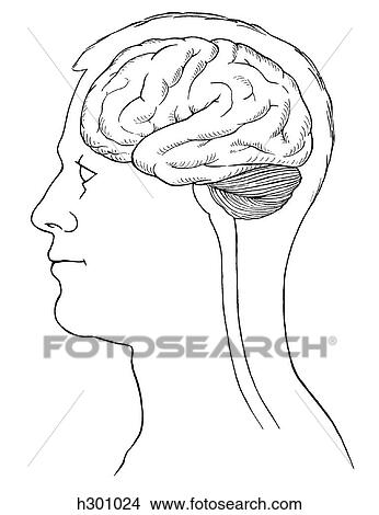 Brain, position View Large Illustration Stock Illustration - Brain, position. Fotosearch