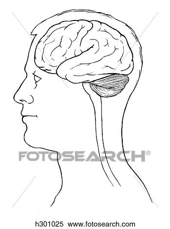 Brain, position View Large Illustration Stock Illustration - Brain, position. Fotosearch