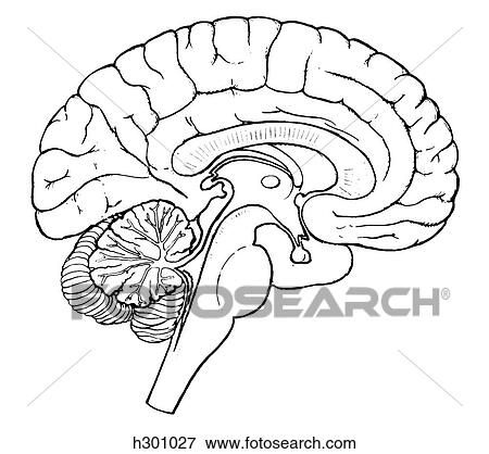 Brain, sagittal section View Large Illustration Stock Illustration - Brain, sagittal section. Fotosearch
