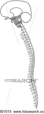 Stock Illustration - Brain & spinal cord with nerves. Fotosearch
